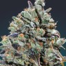 Семена ганжа  Baikonur feminised Bang Seeds Семена ганжа  Baikonur feminised Bang Seeds