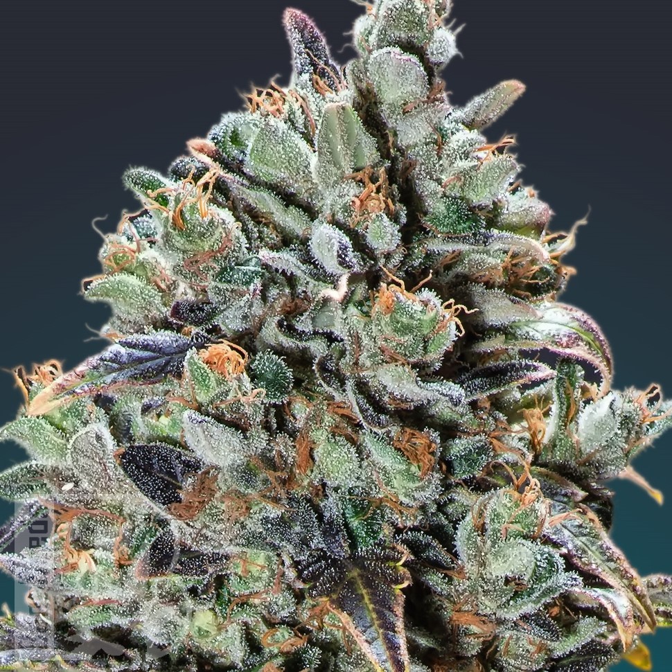 Семена ганжа  Baikonur feminised Bang Seeds Семена ганжа  Baikonur feminised Bang Seeds