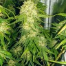 семена конопли Haze feminised Ganja Seeds семена конопли Haze feminised Ganja Seeds