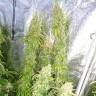 Семена каннабиса  Haze feminised Ganja Seeds Семена каннабиса  Haze feminised Ganja Seeds
