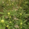 мощные семена конопли Auto Critical Orange Punch feminised Ganja Seeds мощные семена конопли Auto Critical Orange Punch feminised Ganja Seeds