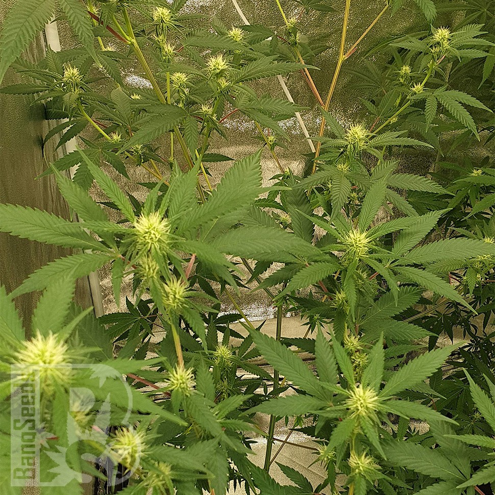 мощные семена конопли Auto Critical Orange Punch feminised Ganja Seeds мощные семена конопли Auto Critical Orange Punch feminised Ganja Seeds