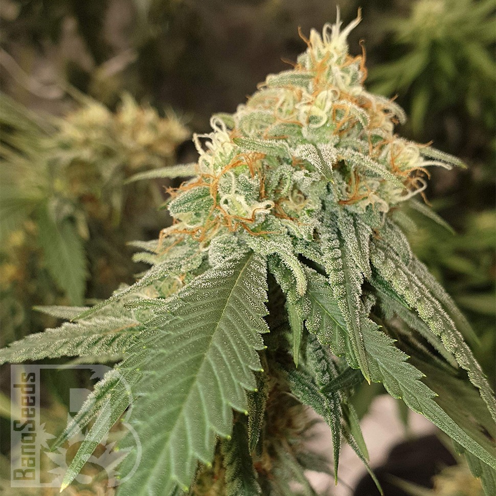 Семена конопли  Auto Critical Orange Punch feminised Ganja Seeds