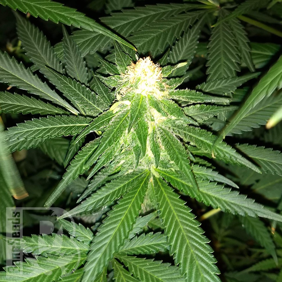 Critical Plus feminised Ganja Seeds Critical Plus feminised Ganja Seeds
