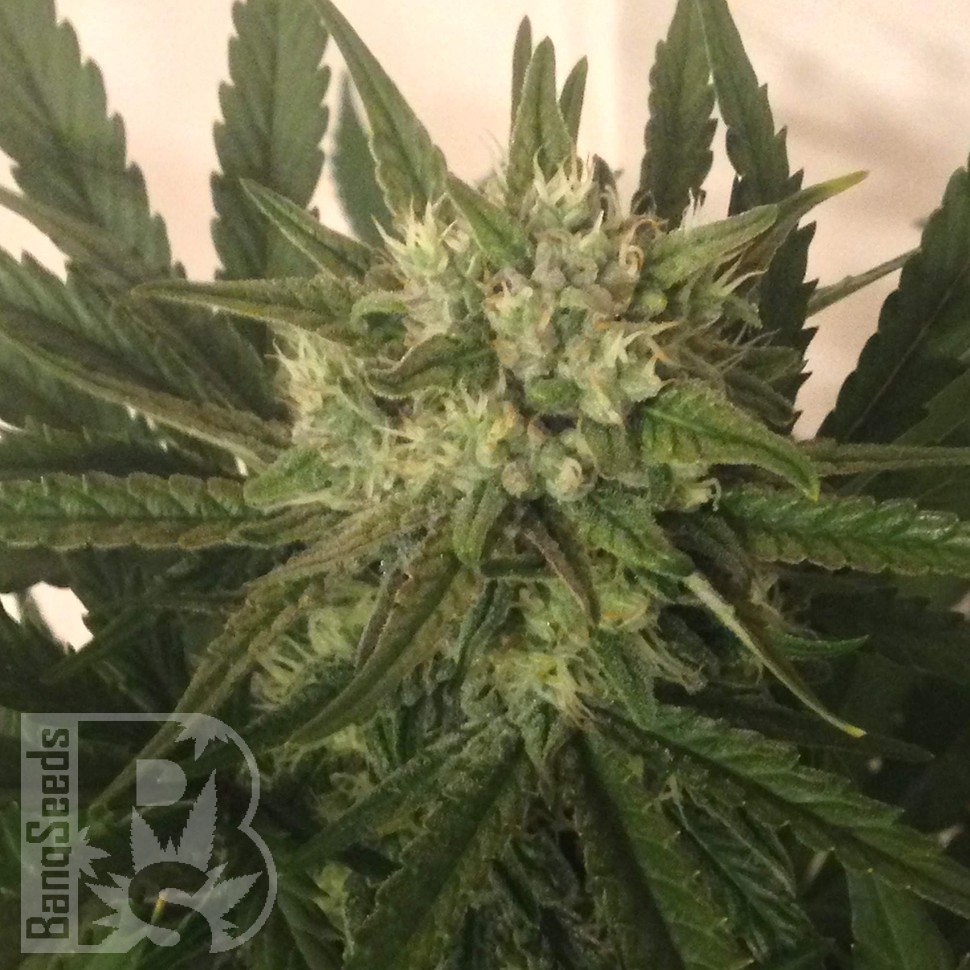 Critical Plus feminised Ganja Seeds Critical Plus feminised Ganja Seeds