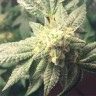 Семена  Auto Hell's Angel OG feminised Ganja Seeds Семена  Auto Hell's Angel OG feminised Ganja Seeds