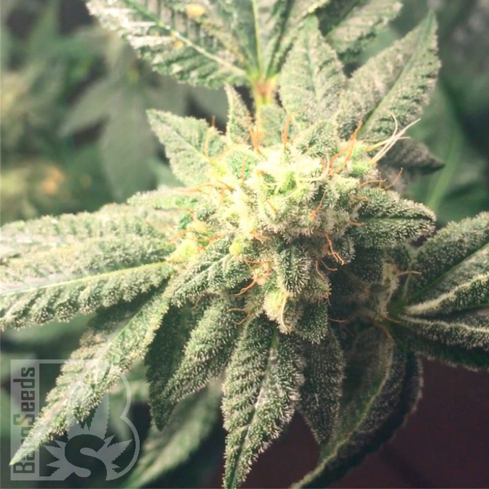 Семена  Auto Hell's Angel OG feminised Ganja Seeds