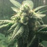 Семена  Auto Hell's Angel OG feminised Ganja Seeds Семена  Auto Hell's Angel OG feminised Ganja Seeds