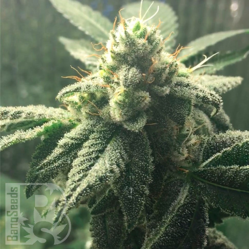 Семена  Auto Hell's Angel OG feminised Ganja Seeds Семена  Auto Hell's Angel OG feminised Ganja Seeds