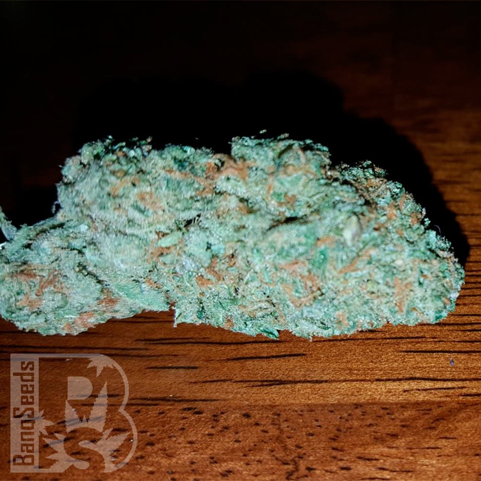 Семена  Auto Hell's Angel OG feminised Ganja Seeds Семена  Auto Hell's Angel OG feminised Ganja Seeds