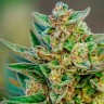 Семена  Auto Hell's Angel OG feminised Ganja Seeds Семена  Auto Hell's Angel OG feminised Ganja Seeds