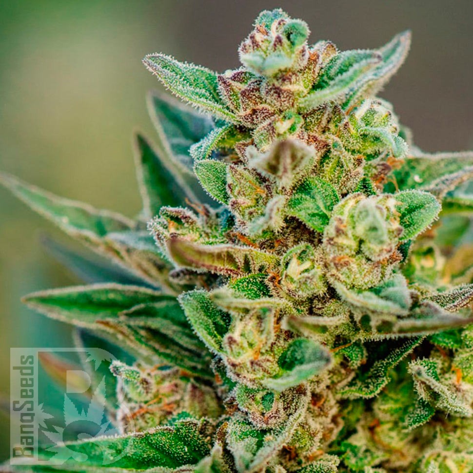 Семена  Auto Hell's Angel OG feminised Ganja Seeds Семена  Auto Hell's Angel OG feminised Ganja Seeds