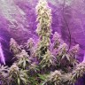 Семена  Auto Hell's Angel OG feminised Ganja Seeds Семена  Auto Hell's Angel OG feminised Ganja Seeds