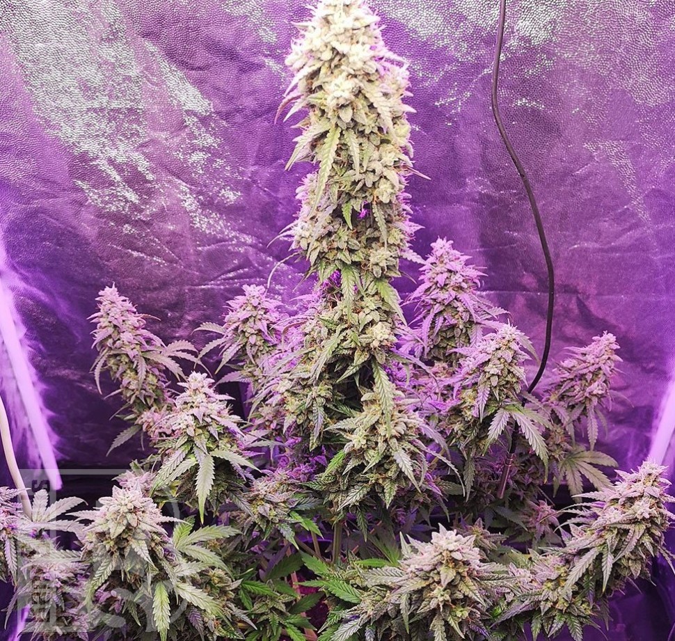 Семена  Auto Hell's Angel OG feminised Ganja Seeds Семена  Auto Hell's Angel OG feminised Ganja Seeds