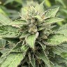 семена конопли для посадки купить Orange Skunk reg семена конопли для посадки купить Orange Skunk reg