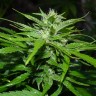 купить семена сортовой конопли Auto Sour Diesel feminised купить семена сортовой конопли Auto Sour Diesel feminised