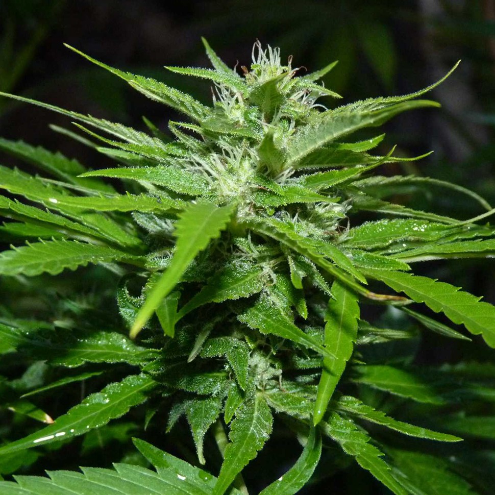 Семена каннабиса  Auto Sour Diesel feminised Ganja Seeds