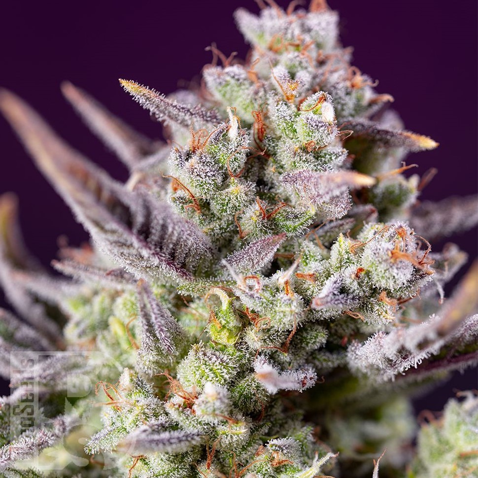 Семена каннабиса  Auto Sour Diesel feminised Ganja Seeds Семена каннабиса  Auto Sour Diesel feminised Ganja Seeds