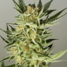 Семена ганжа  Balkhash feminised Bang Seeds Семена ганжа  Balkhash feminised Bang Seeds