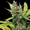 семена конопли Honey B feminised Ganja Seeds семена конопли Honey B feminised Ganja Seeds
