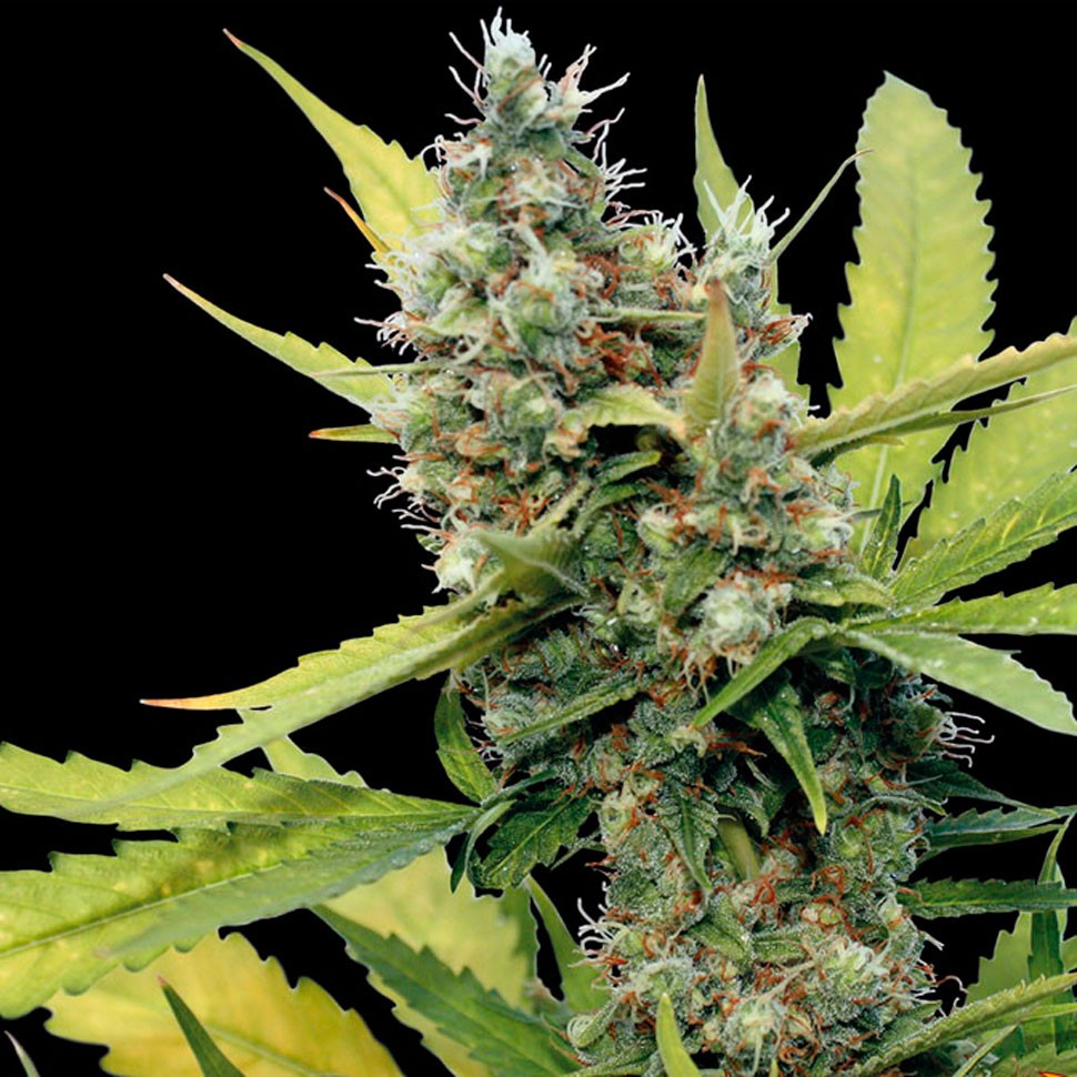 Семена каннабиса  Honey B feminised Ganja Seeds