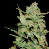 сорт конопли Honey B feminised Ganja Seeds сорт конопли Honey B feminised Ganja Seeds