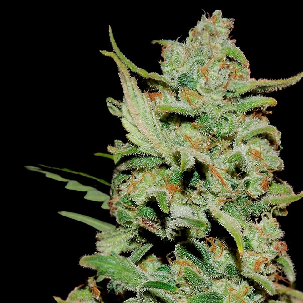сорт конопли Honey B feminised Ganja Seeds сорт конопли Honey B feminised Ganja Seeds