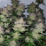 Auto Critical Plus feminised Ganja Seeds купить Auto Critical Plus feminised Ganja Seeds купить