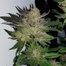 Семена Auto Critical Plus feminised Ganja Seeds Семена Auto Critical Plus feminised Ganja Seeds