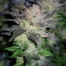 Конопля Auto Critical Plus feminised Ganja Seeds Конопля Auto Critical Plus feminised Ganja Seeds