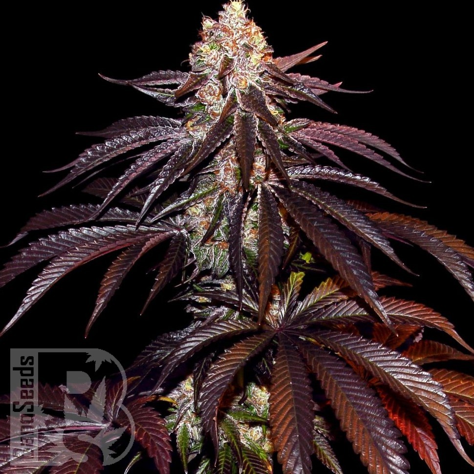 Deep Sleep feminised Ganja Seeds Deep Sleep feminised Ganja Seeds