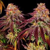 Auto Mimosa feminised Ganja Seeds
