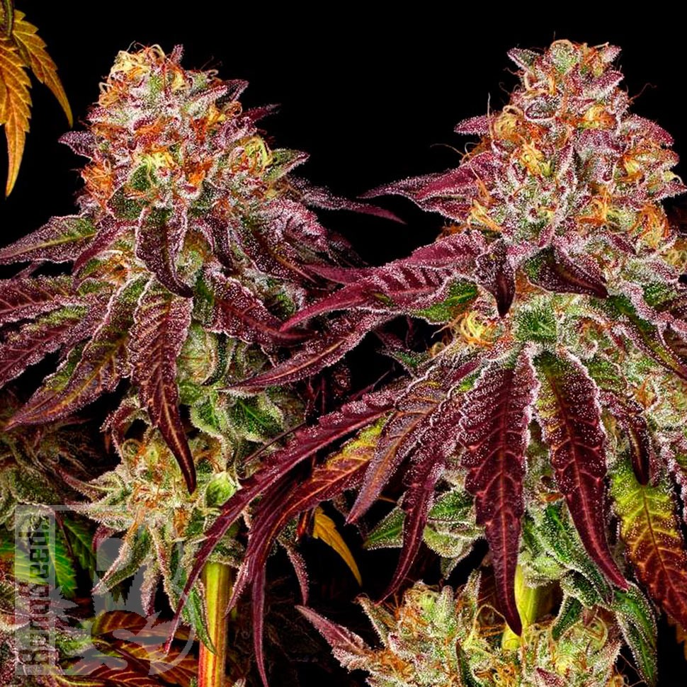 Семена ганжа  Auto Mimosa feminised Ganja Seeds