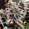 Семена ганжа  Auto Mimosa feminised Ganja Seeds Семена ганжа  Auto Mimosa feminised Ganja Seeds