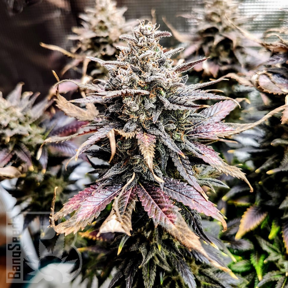 Семена ганжа  Auto Mimosa feminised Ganja Seeds Семена ганжа  Auto Mimosa feminised Ganja Seeds