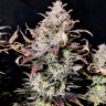 Семена ганжа  Auto Mimosa feminised Ganja Seeds Семена ганжа  Auto Mimosa feminised Ganja Seeds