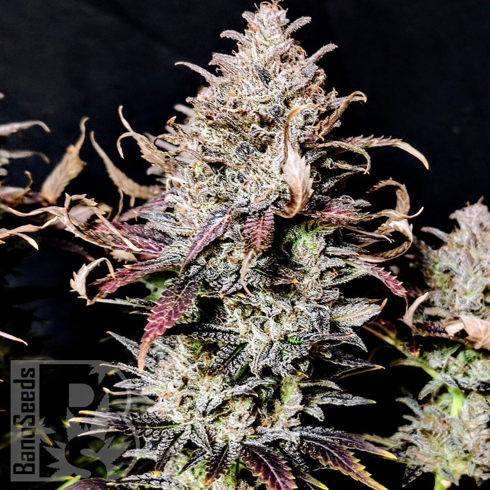 Семена ганжа  Auto Mimosa feminised Ganja Seeds Семена ганжа  Auto Mimosa feminised Ganja Seeds