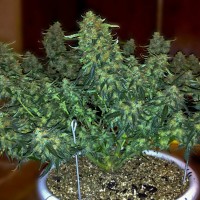 Auto Sweet Tooth regular Ganja Seeds