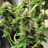 заказ семян конопли Acid regular заказ семян конопли Acid regular