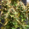 семена культурной конопли купить Acid regular семена культурной конопли купить Acid regular