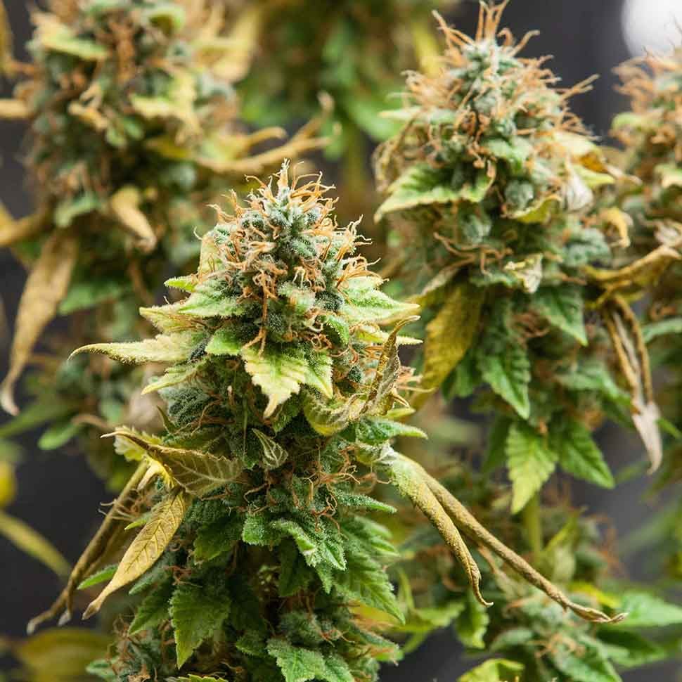 Семена конопли  Acid regular Ganja Seeds