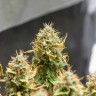 купить семена конопли индика Acid regular купить семена конопли индика Acid regular