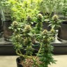 заказать семена конопли Acid regular заказать семена конопли Acid regular