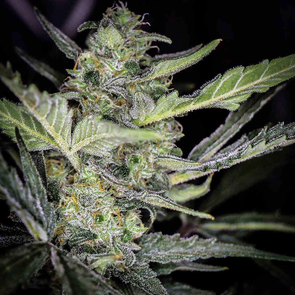 Семена  Auto Tangelo Rapido feminised Ganja Seeds