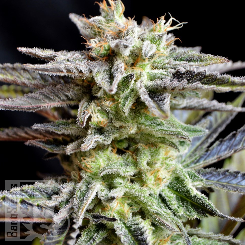 Семена  Auto Tangelo Rapido feminised Ganja Seeds Семена  Auto Tangelo Rapido feminised Ganja Seeds