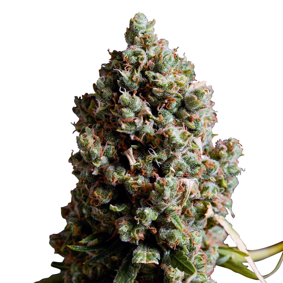 Семена  Auto Caiera feminised GanjaVIP Seeds
