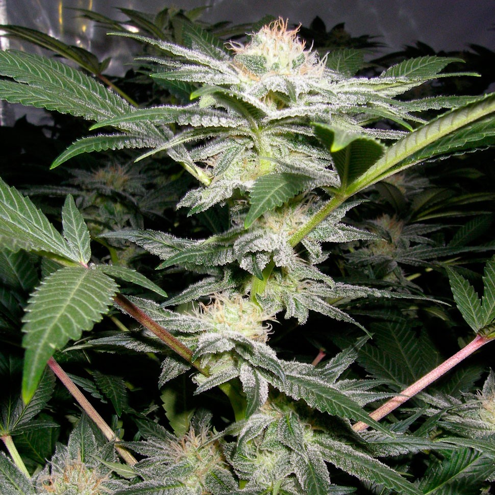 Семена  Auto Caiera feminised GanjaVIP Seeds Семена  Auto Caiera feminised GanjaVIP Seeds