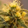 Семена  Auto Caiera feminised GanjaVIP Seeds Семена  Auto Caiera feminised GanjaVIP Seeds