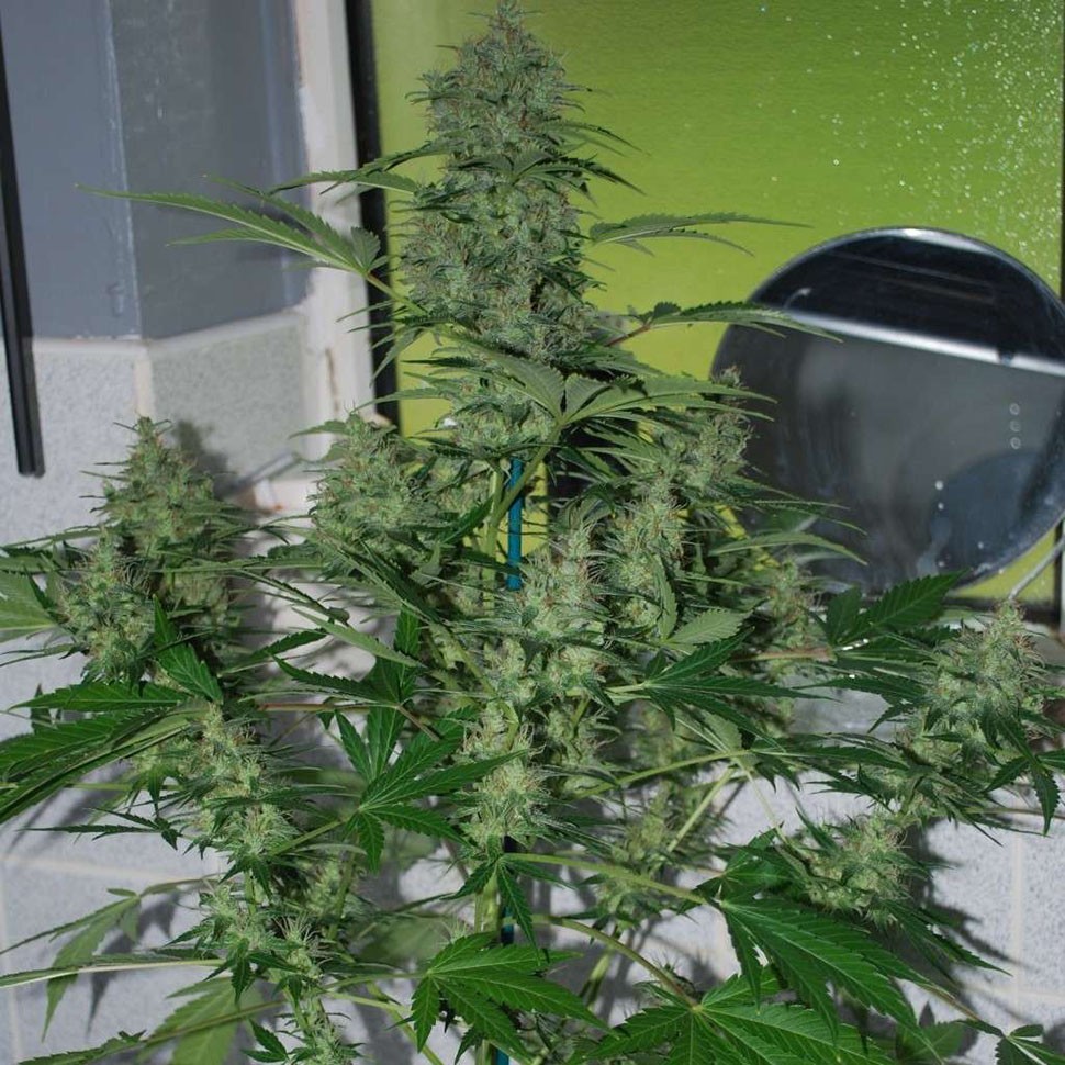 Семена ганжа  Auto AK-47 feminised Neuro Seeds