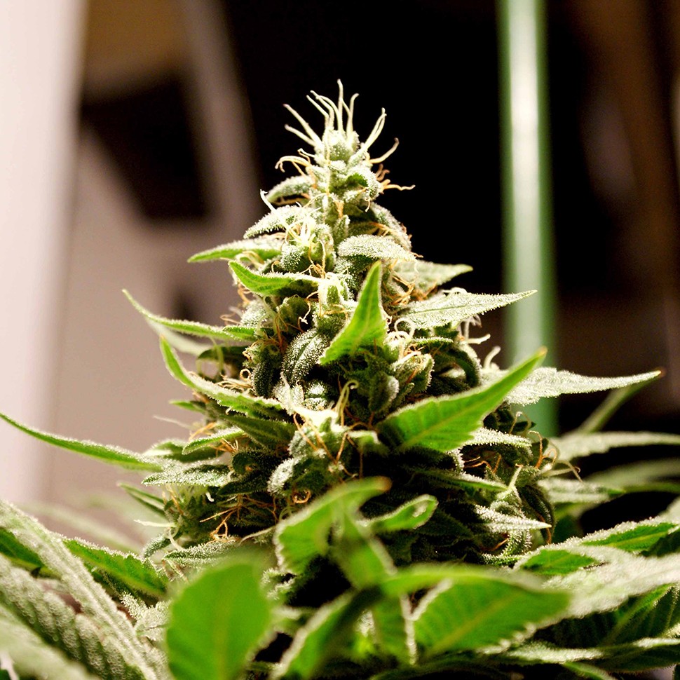 Семена каннабиса  Bars feminised Bang Seeds